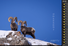 PotPlayer直播源下载，支持全国高清电视台/24小时稳定播放_PotPlayer中文站